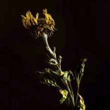 A dried sunflower stands elegantly with its withered petals and textured stem, capturing the beauty