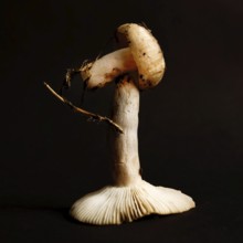 A close-up view highlights the intricate details of mushrooms, standing out against a black