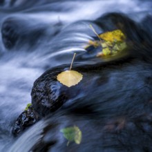 Bright yellow and orange leaves rest on smooth rocks in a slow-moving stream. The water flows