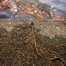 Leaves float on the surface of the water, reflecting warm colors as a rope lies motionless on the