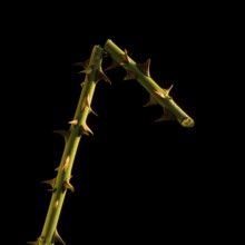 Close-up view highlights a thorny branch with bright yellow-green hues emphasizing intricate