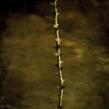Resilient green stem adorned with sharp thorns in natural light against a blurred brown background