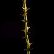 A vertical stem of a thorny plant with sharp spikes stands illuminated against a dark backdrop,