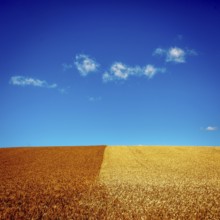Golden wheat fields contrast with freshly plowed earth under clear blue skies during a sunny day.