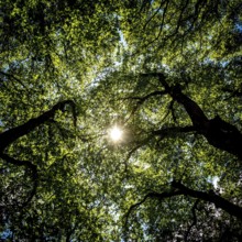 Sunlight filtering through lush green tree foliage creates a serene atmosphere in a forested area
