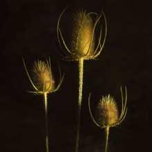 Elegant golden thistle plants stand tall against a dark backdrop, highlighting their unique shapes