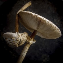 Two distinct mushrooms, showcasing a rich texture and intricate gills, stand out strikingly atop a