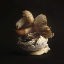 Mushrooms of different species are arranged carefully against a stark black background,