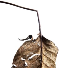 A close-up view of a dried leaf reveals its delicate textures and patterns. The intricate design is