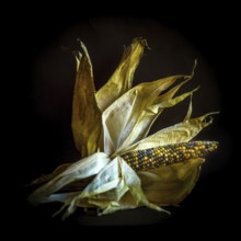 Multicolored corn stands out against a dark backdrop, with dried husks artistically arranged to