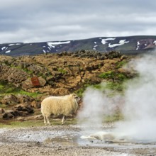 Free-range sheep, sulphur vapour, Hveravellir geothermal area, Icelandic highlands, Suðurland,