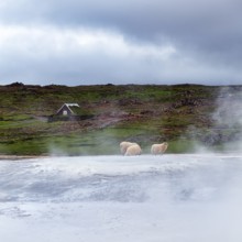 Free-range sheep on sinter terraces, sulphur vapour, Hveravellir geothermal area, Icelandic