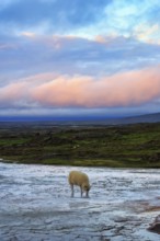 Free-range sheep on sinter terrace, evening sky, Hveravellir geothermal area, Icelandic highlands,