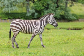 A Grant's zebra (Equus quagga boehmi) stands in a green meadow. Kenya