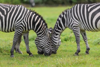 Three Grant's zebras (Equus quagga boehmi) graze head to head in a green meadow. Kenya
