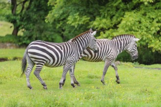 Two Grant's zebras (Equus quagga boehmi) walk across a green meadow. Kenya