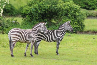 Two Grant's zebras (Equus quagga boehmi) stand in a green meadow. Kenya