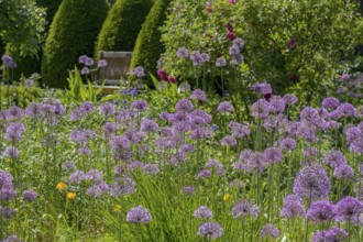 Allium blossom in the district educational garden, Burgsteinfurt, Münsterland, North