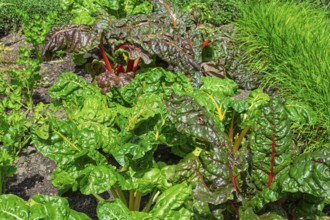 Chard, yellow and red-stemmed, vegetable patch, North Rhine-Westphalia, Germany
