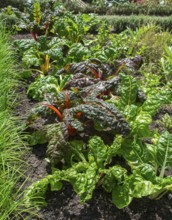 Chard, red and yellow-stemmed, vegetable patch, North Rhine-Westphalia, Germany