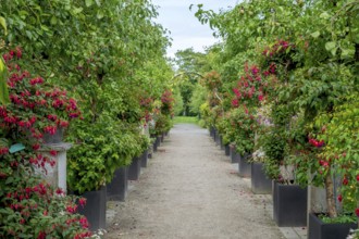 Fuchsia Show District Educational Garden, Burgsteinfurt, Steinfurt, Münsterland, North