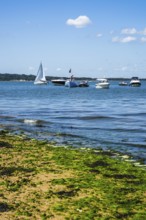 Boats over Brownsea Island, Poole, Dorset, England, United Kingdom