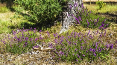 Heather on Brownsea Island, Poole, Dorset, England, United Kingdom