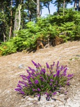 Heather on Brownsea Island, Poole, Dorset, England, United Kingdom