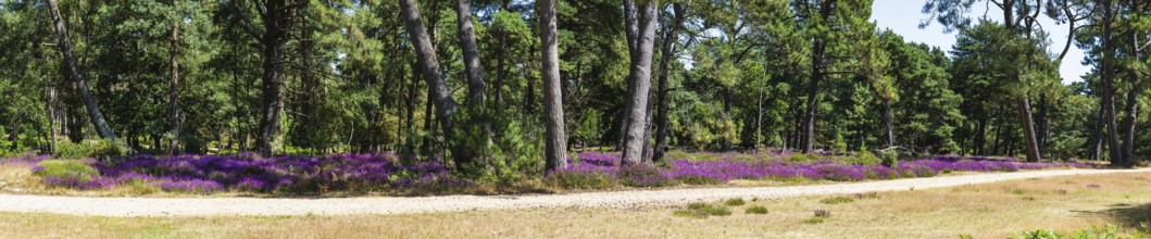 Panorama of Heather on Brownsea Island, Poole, Dorset, England, United Kingdom