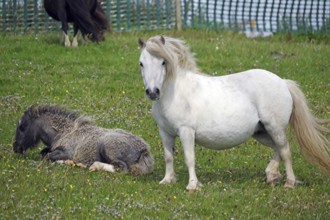 A standing white pony and a lying pony on a green pasture, Shetland pony, Shetland Islands,