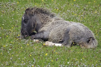 A small pony lies relaxed on a blooming meadow in spring, surrounded by grass and flowers, joie de