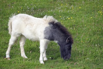 A pony with a black head grazing on a green meadow with flowers, Shetland pony, Shetland Islands,