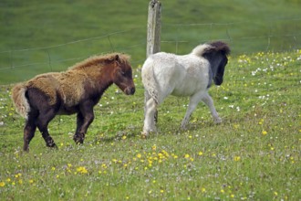 Two ponies running on a green meadow with flowers and a fence, Shetland pony, Shetland Islands,