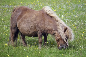 A brown pony grazing on a green meadow full of flowers illuminated by the sunlight, Shetland pony,