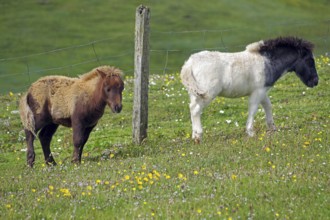 Two ponies, one brown and one black and white, walking near a pasture fence, Shetland pony,
