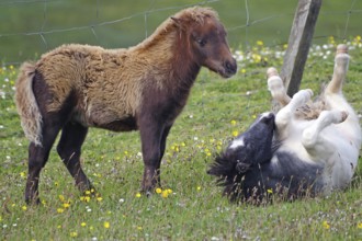 A brown pony stands next to a black and white pony rolling in the pasture, joie de vivre, Shetland