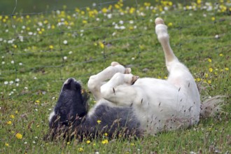 A black and white pony rolls happily in a meadow with flowers, joie de vivre, Shetland pony,