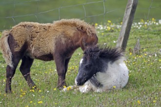 A brown pony stands next to a resting black and white pony in a flowering meadow, joie de vivre,