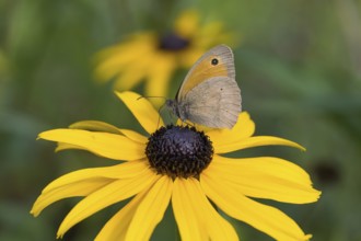Meadow Brown (Maniola jurtina) resting on a yellow flower, yellow coneflower (Echinacea paradoxa)