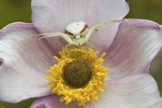 A Goldenrod crab spider (Misumena vatia) sitting on a pink flower with a yellow centre in focus,