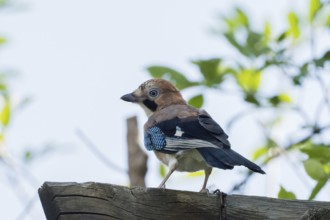 A jay (Garrulus glandarius) on a board with vivid green leaves and a clear sky as a backdrop,