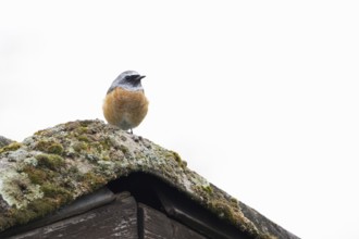 A redstart (Phoenicurus phoenicurus) sits on a moss-covered roof. Clear, minimalist depiction of