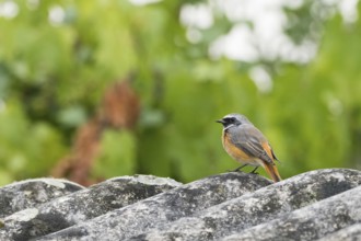 A common redstart (Phoenicurus phoenicurus) on a lichen-covered roof against a blurred green