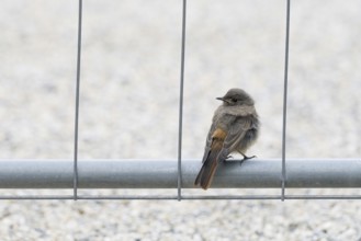 A redstart (Phoenicurus ochruros), young bird, sitting on a metal pole, surrounded by neutral