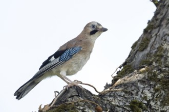 A jay (Garrulus glandarius) stands on a tree trunk, its blue wings unfurling against a clear