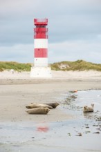 Several harbour seals (Phoca vitulina), seals, resting at low tide at the edge of the water, shore,