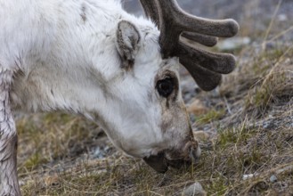 Portrait of a Spitsbergen roe deer (Rangifer tarandus platyrhynchus), Mammals (Mammalia),