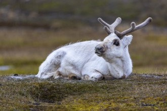 Svalbard skate (Rangifer tarandus platyrhynchus) resting in a meadow, Mammals (Mammalia),