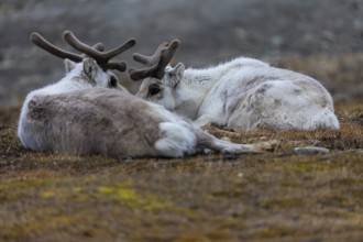 Spitsbergen roe deer (Rangifer tarandus platyrhynchus) resting in a meadow, Mammals (Mammalia),