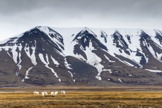 Group of Svalbard Rhen (Rangifer tarandus platyrhynchus) grazing off Snow Mountain, Mammals